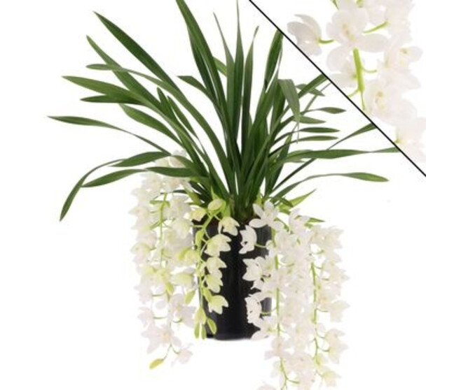 CYMBIDIUM 5/7BR ICE CASCADE