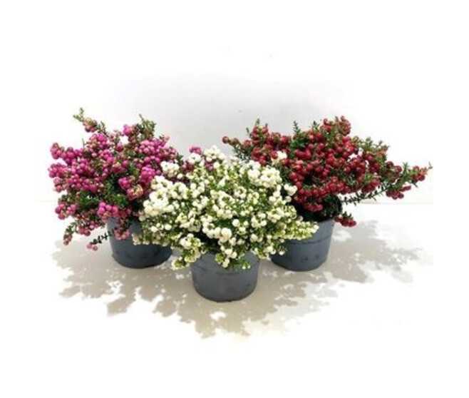 GAULTHERIA PERNETTYA VARIES