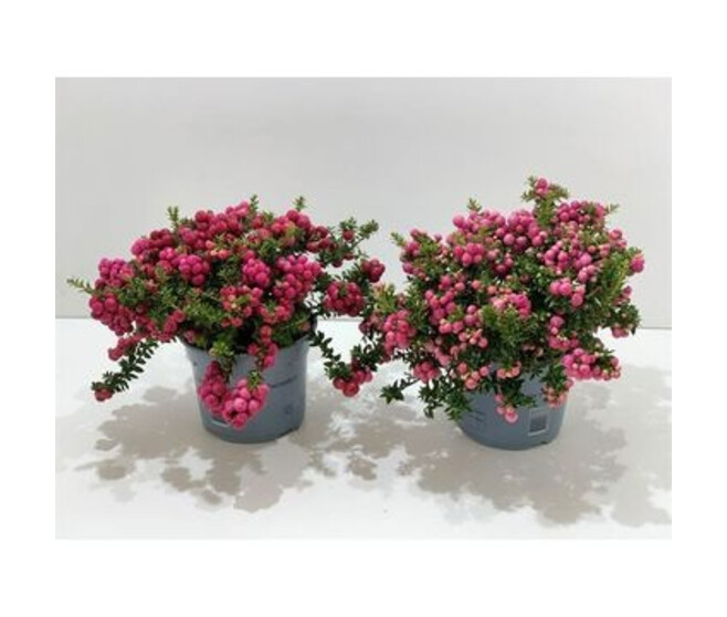 GAULTHERIA PERNETTYA VARIES