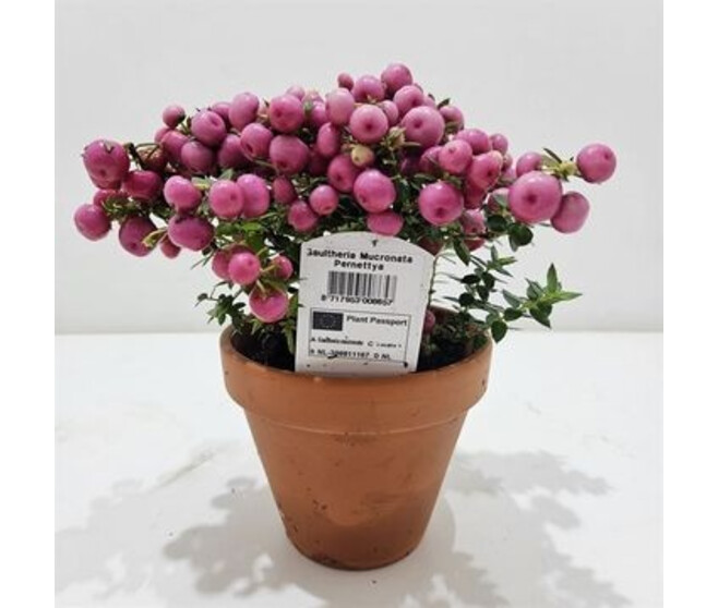 GAULTHERIA PERNETTYA ROUGE P TERRE