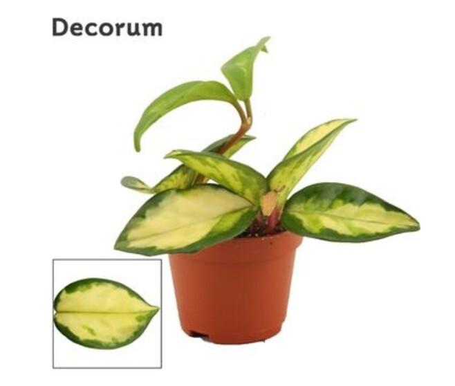 HOYA CARNOSA TRICOLOR