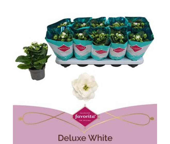 KALANCHOE FL DBLE BLANC