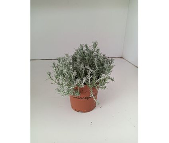 CALOCEPHALUS BROWNII