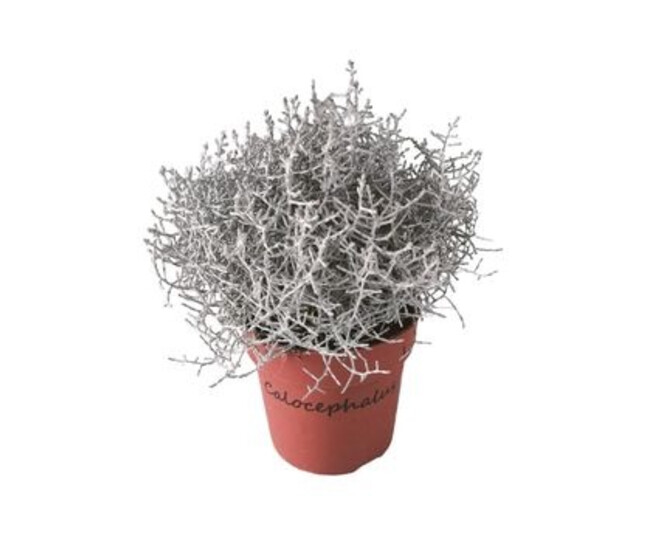 CALOCEPHALUS BROWNII