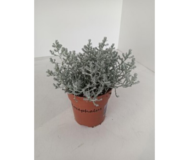 CALOCEPHALUS BROWNII