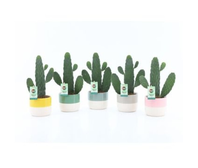 CACTUS OPUNTIA CERAM