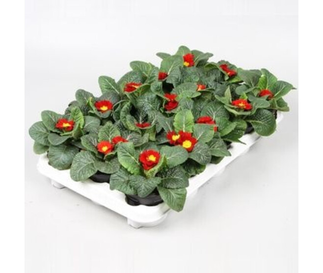 PRIMEVERE ACAULIS CAIRO RED