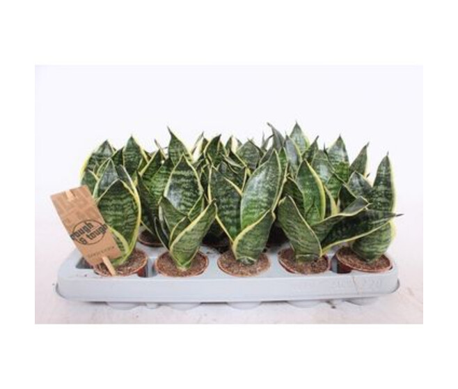 SANSEVIERIA GOLDEN HAHNII