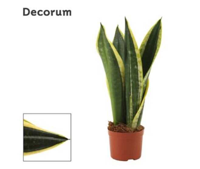 SANSEVIERIA NIGHT SHADE
