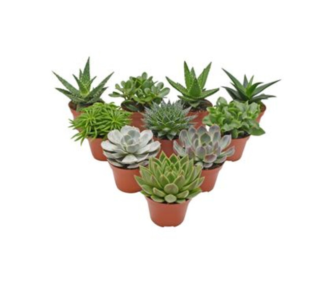 SUCCULENTE VARIEE