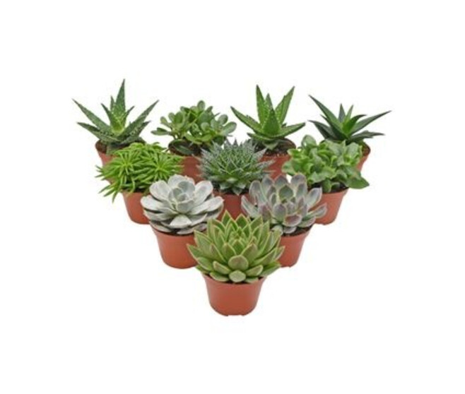 SUCCULENTE VARIEE