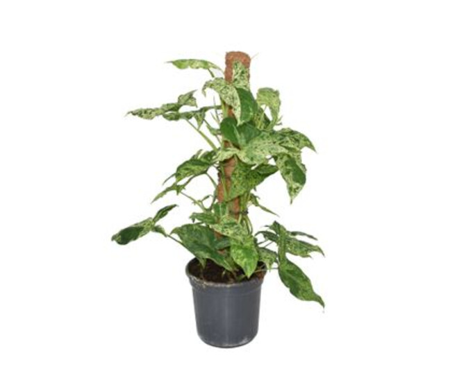 SYNGONIUM TM
