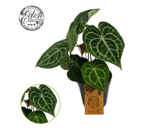 ANTHURIUM CLARINERVIUM