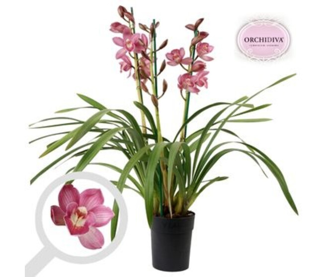 CYMBIDIUM 3/4BR VARIES
