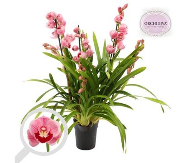 CYMBIDIUM 3/4BR VARIES
