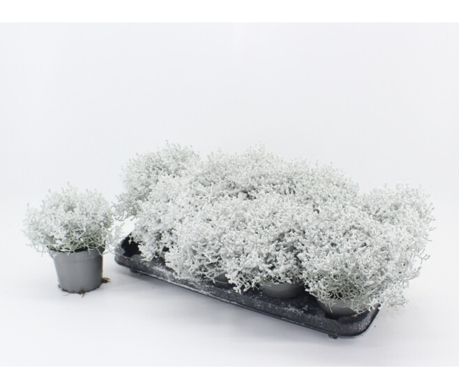 CALOCEPHALUS BROWNII