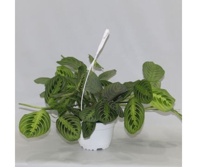 MARANTA LEMON LIME