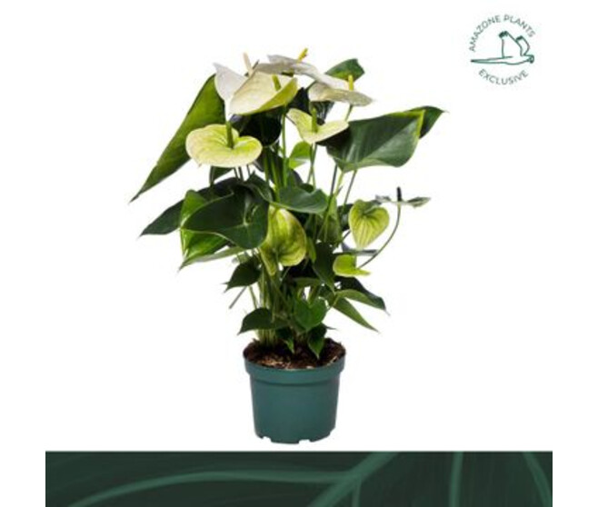 ANTHURIUM ANDREANUM BLANC