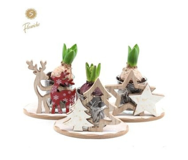 JACINTHE X1 DECO NOEL