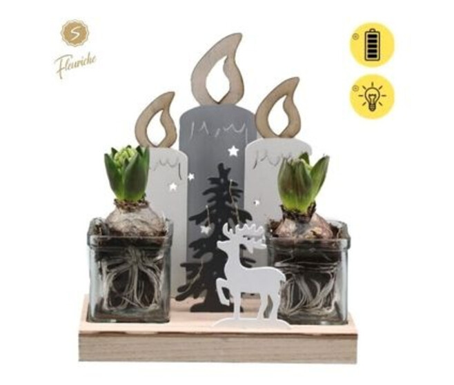 JACINTHE X2 DECO NOEL