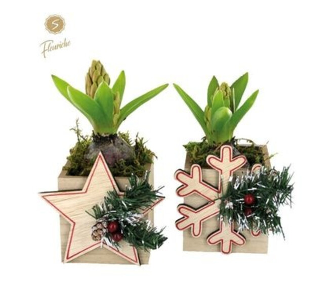 JACINTHE X1 BOIS DECO NOEL