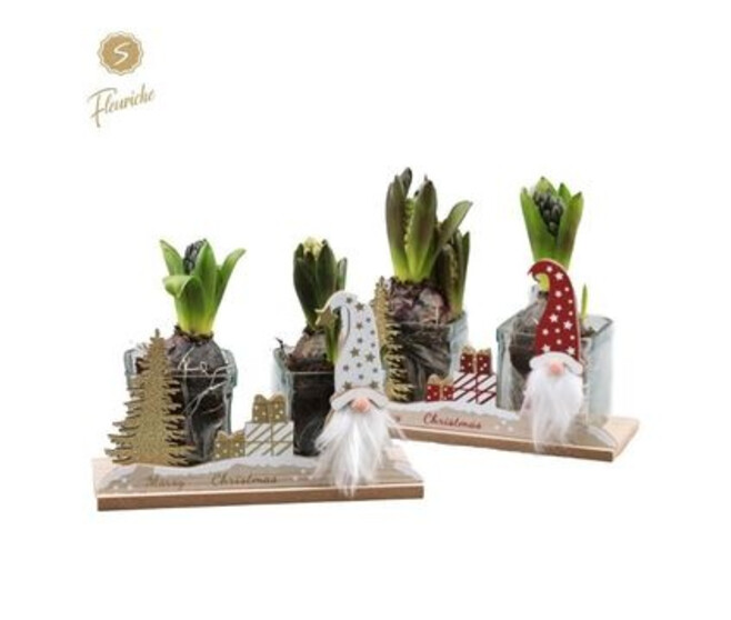 JACINTHE X1 BOIS DECO NOEL