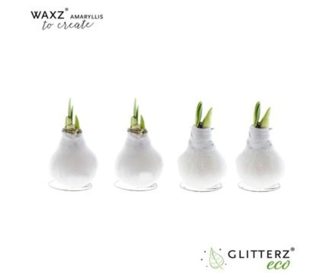 AMARYLLIS 2TIGES CIRE