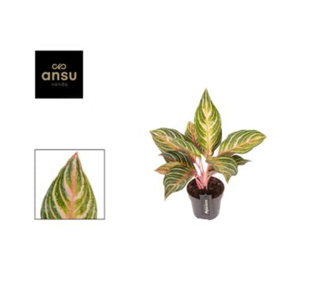 AGLAONEMA DREAMCATCHER