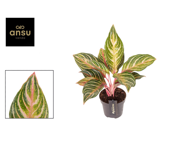 AGLAONEMA DREAMCATCHER