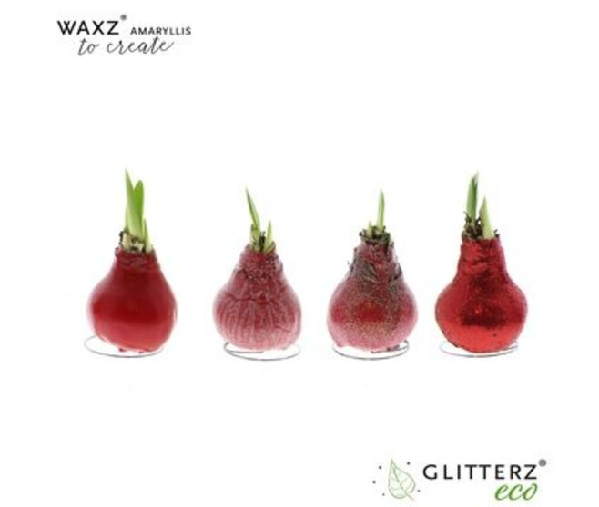 AMARYLLIS 2TIGES CIRE ROUGE