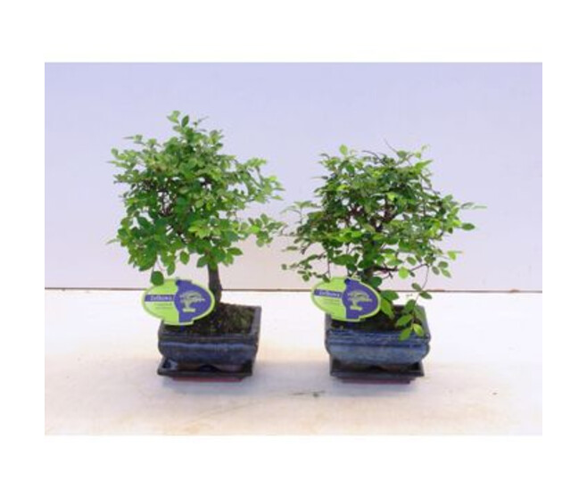 BONSAI CERAM