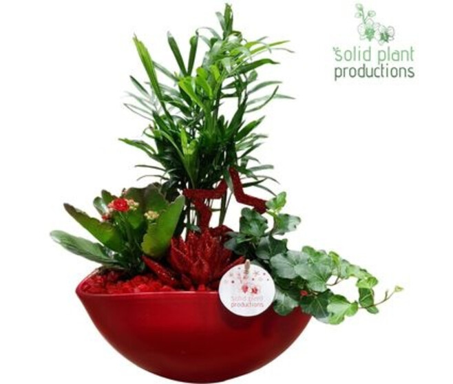 COMPO 3 PLANTES DECO ROUGE