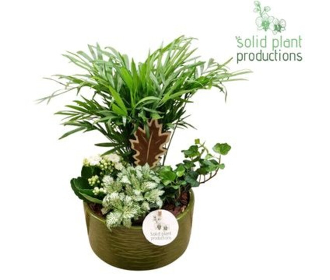 COMPO 4 PLANTES COUPE CERAM