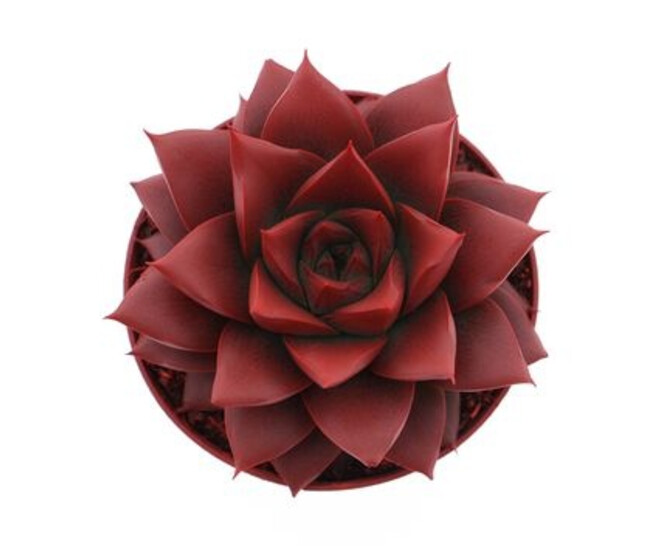 ECHEVERIA TEINTE ROUGE
