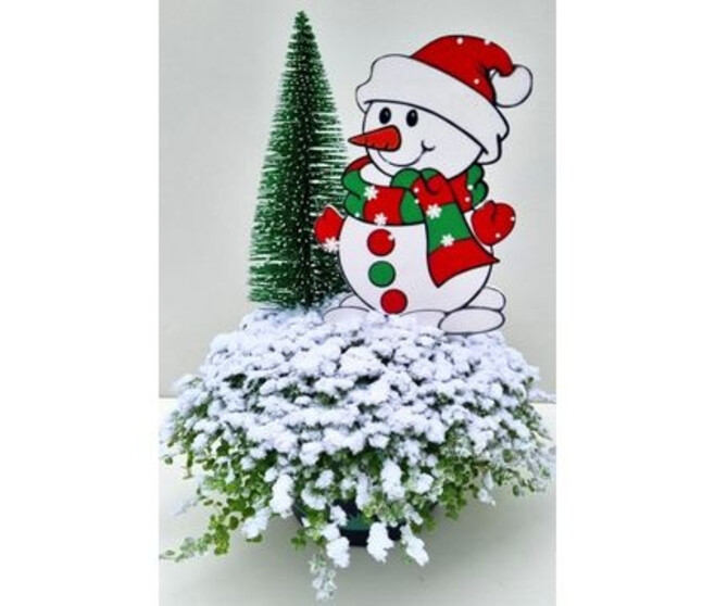 HELXINE GIVRE BONHOMME DE NEIGE