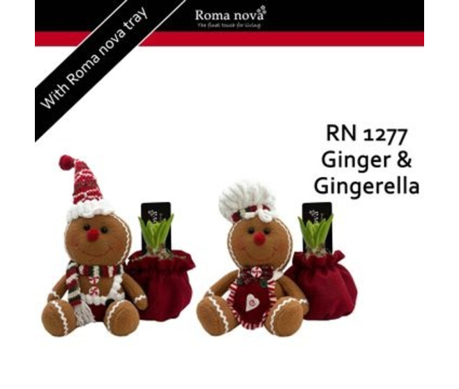 JACINTHE X1 PAIN D EPICE