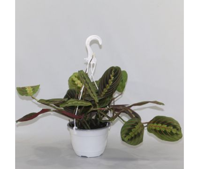 MARANTA FASCINATOR SUSP