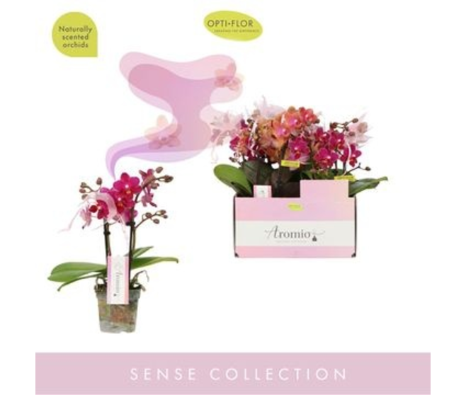 PHALAENOPSIS 2BR MF VARIE