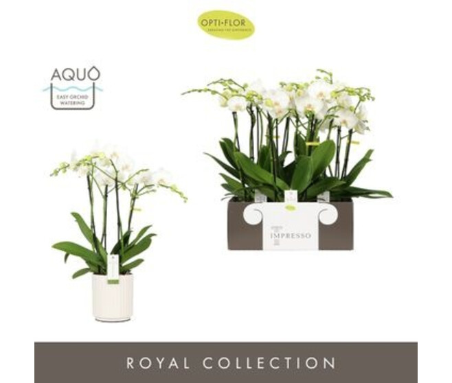 PHALAENOPSIS 4BR BLANC CERAM