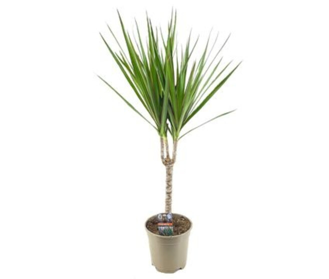 DRACAENA MARGINATA TIGE