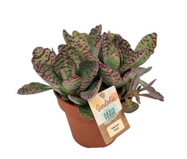 KALANCHOE HUMILIS PERDIZ