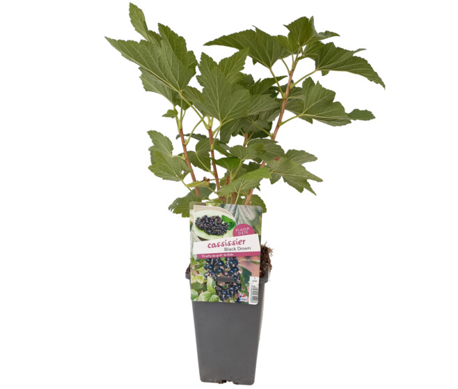 CASSIS NOIR BLACK DOWN