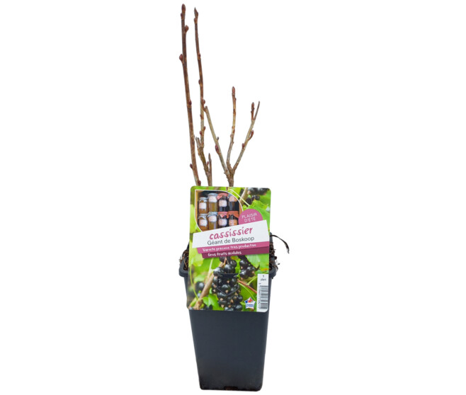 CASSIS NOIR GEANT DE BOSKOOP