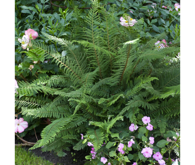 POLYSTICHUM POLYBLEPHARUM BQ10