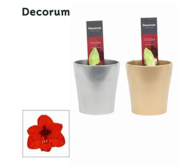 AMARYLLIS 2TIGES ROUGE CERAM