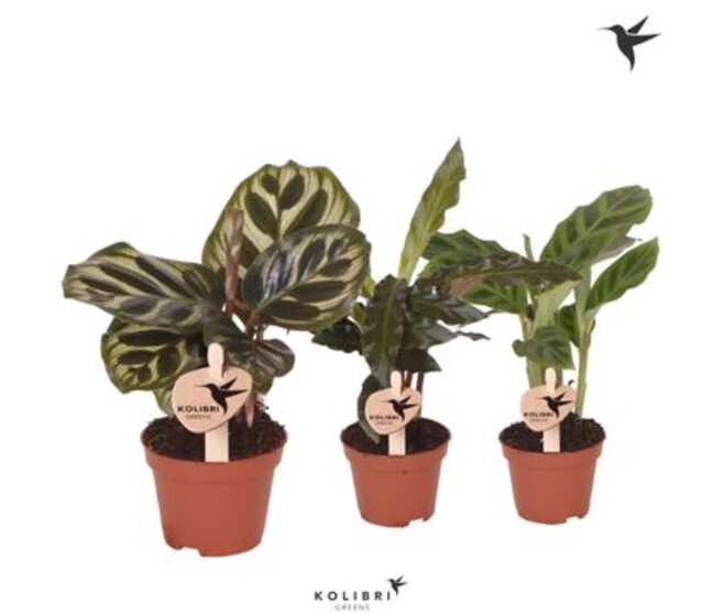 CALATHEA VARIE