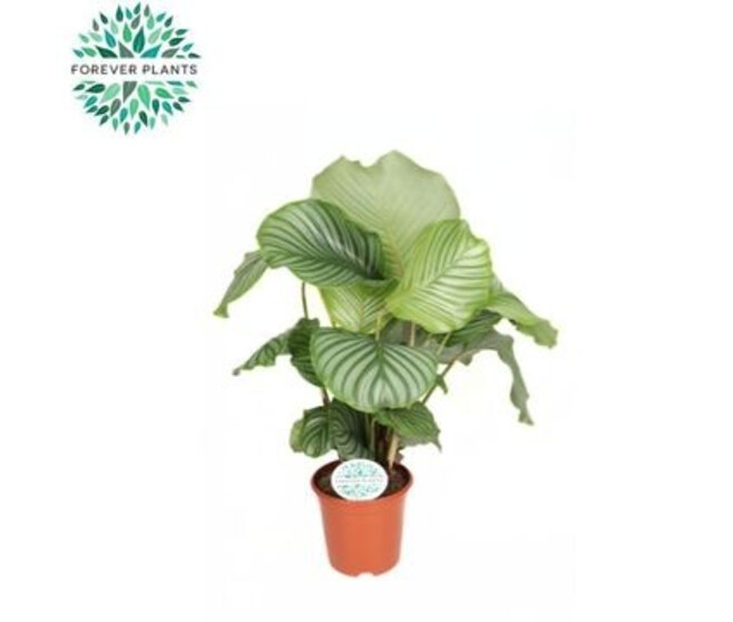CALATHEA ORBIFOLIA