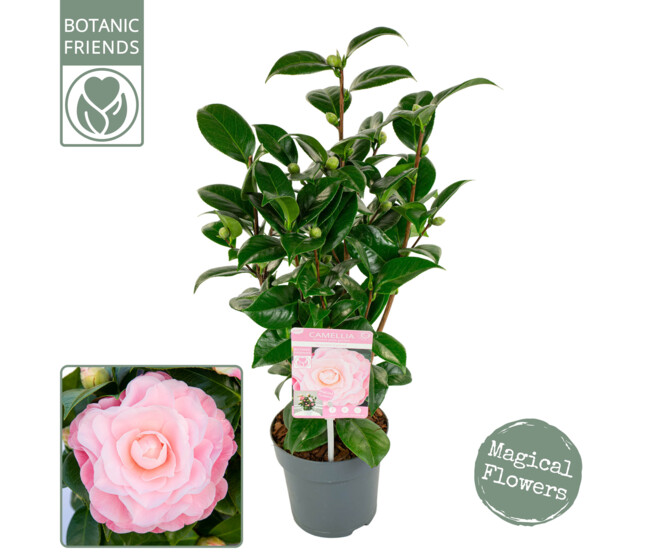 CAMELLIA JAPONICA ROSE