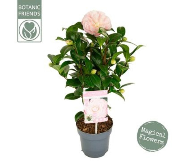 CAMELLIA JAPONICA ROSE