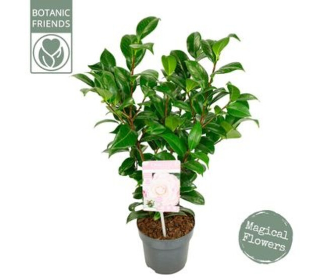CAMELLIA JAPONICA ROSE